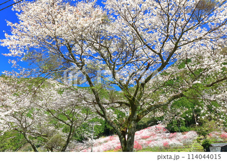 【高知県】快晴の久喜の花桃と満開の桜 【高知県】快晴の久喜の花桃と満開の桜 114044015