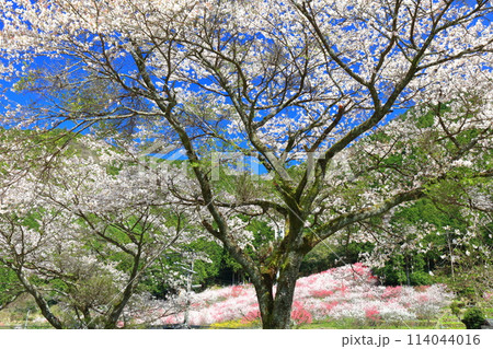 【高知県】快晴の久喜の花桃と満開の桜 114044016