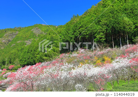 【高知県】快晴の久喜の満開の花桃 114044019