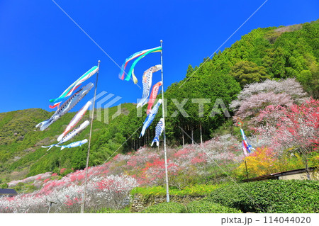 【高知県】快晴の久喜の満開の花桃と鯉のぼり 【高知県】快晴の久喜の満開の花桃と鯉のぼり 114044020