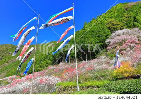 【高知県】快晴の久喜の満開の花桃と鯉のぼり 114044021