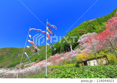 【高知県】快晴の久喜の満開の花桃と鯉のぼり 【高知県】快晴の久喜の満開の花桃と鯉のぼり 114044023