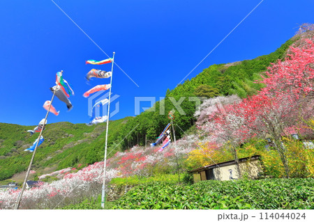 【高知県】快晴の久喜の満開の花桃と鯉のぼり 【高知県】快晴の久喜の満開の花桃と鯉のぼり 114044024