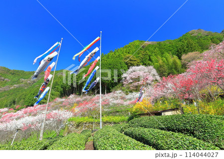 【高知県】快晴の久喜の満開の花桃と鯉のぼり 【高知県】快晴の久喜の満開の花桃と鯉のぼり 114044027