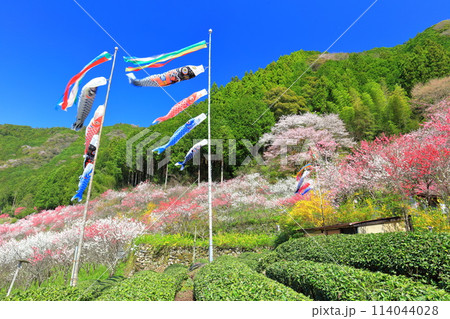 【高知県】快晴の久喜の満開の花桃と鯉のぼり 114044028