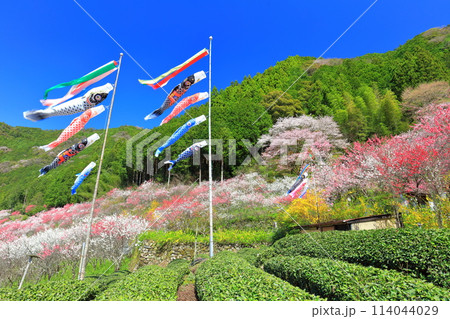【高知県】快晴の久喜の満開の花桃と鯉のぼり 114044029