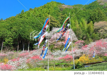 【高知県】快晴の久喜の満開の花桃と鯉のぼり 114044031