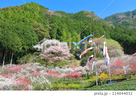 【高知県】快晴の久喜の満開の花桃と鯉のぼり 【高知県】快晴の久喜の満開の花桃と鯉のぼり 114044032