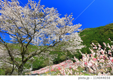 【高知県】快晴の久喜の花桃と満開の桜 【高知県】快晴の久喜の花桃と満開の桜 114044038