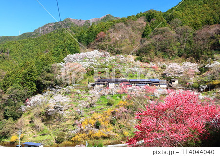 【高知県】快晴の上久喜の満開の花桃 【高知県】快晴の上久喜の満開の花桃 114044040