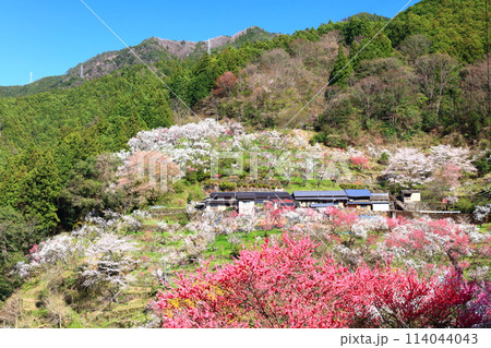 【高知県】快晴の上久喜の満開の花桃 【高知県】快晴の上久喜の満開の花桃 114044043