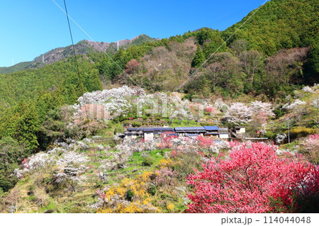 【高知県】快晴の上久喜の満開の花桃 114044048