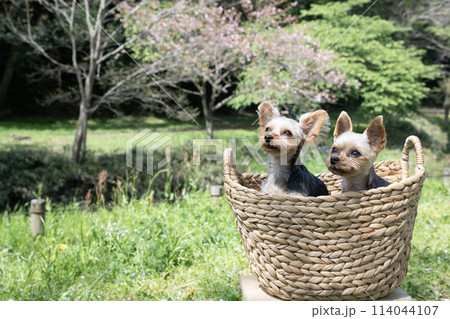 春の公園とカゴに入った2匹のヨークシャテリア 春の公園とカゴに入った2匹のヨークシャテリア 114044107