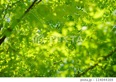 春・若いケヤキの新緑5 春・若いケヤキの新緑5 114044169