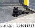 黒い車の前で横たわる一匹の黒い猫 114044218