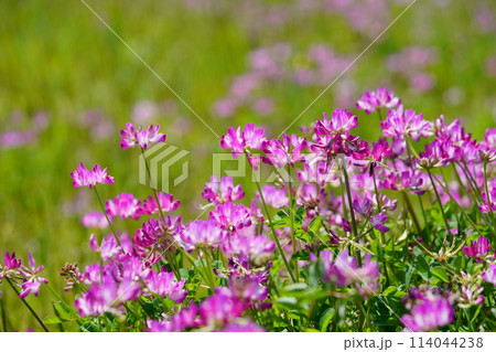 暖かな春の日・満開の蓮華畑48 114044238