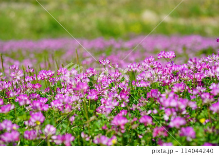 暖かな春の日・満開の蓮華畑45 114044240