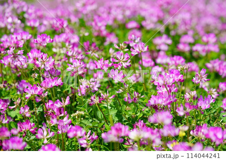 暖かな春の日・満開の蓮華畑43 暖かな春の日・満開の蓮華畑43 114044241