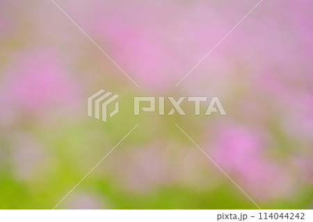 暖かな春の日・満開の蓮華畑42 114044242