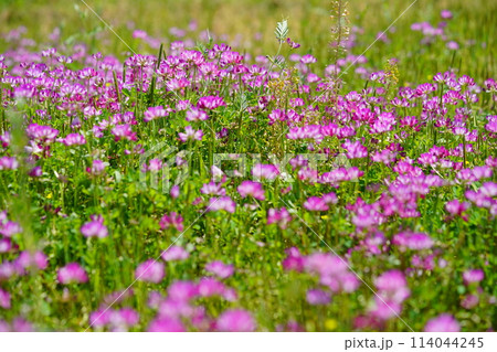 暖かな春の日・満開の蓮華畑38 暖かな春の日・満開の蓮華畑38 114044245