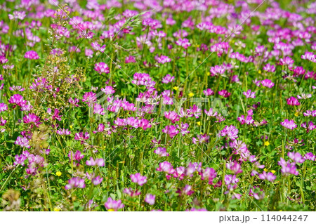 暖かな春の日・満開の蓮華畑34 暖かな春の日・満開の蓮華畑34 114044247
