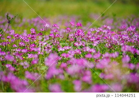 暖かな春の日・満開の蓮華畑29 114044251
