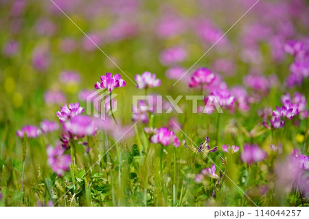 暖かな春の日・満開の蓮華畑20 114044257