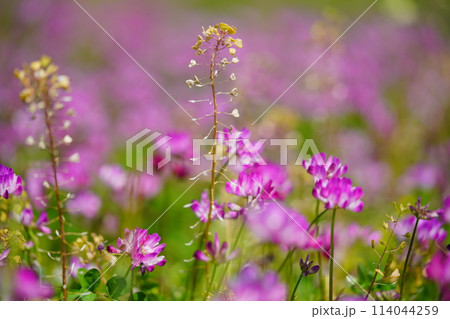 暖かな春の日・満開の蓮華畑19 暖かな春の日・満開の蓮華畑19 114044259