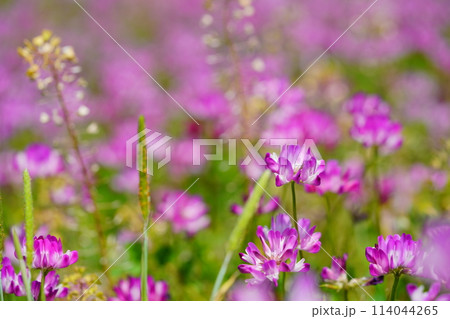 暖かな春の日・満開の蓮華畑11 114044265