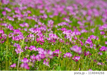 暖かな春の日・満開の蓮華畑5 暖かな春の日・満開の蓮華畑5 114044268