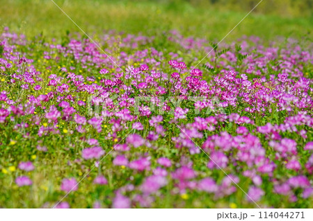 暖かな春の日・満開の蓮華畑1 暖かな春の日・満開の蓮華畑1 114044271