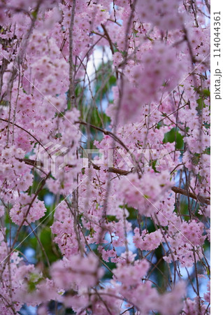 京都和束・名物枝垂れ桜の古木 京都和束・名物枝垂れ桜の古木 114044361