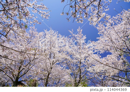 京都府木津川市・満開の桜 京都府木津川市・満開の桜 114044369
