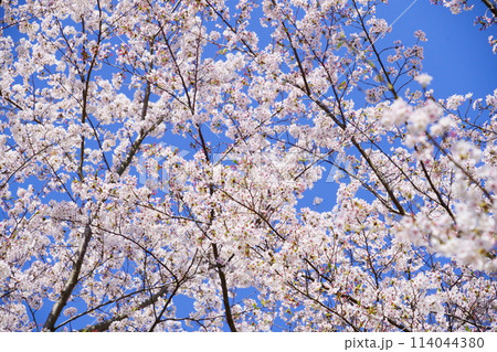 京都府木津川市・満開の桜 114044380