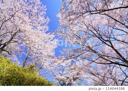 京都府木津川市・満開の桜 114044386