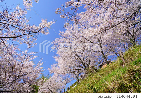 京都府木津川市・満開の桜 114044391