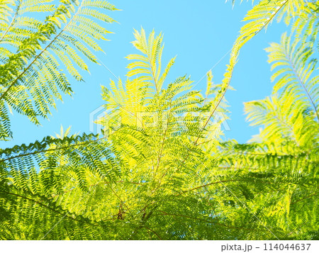 青空に映えるジャカランダの葉 青空に映えるジャカランダの葉 114044637