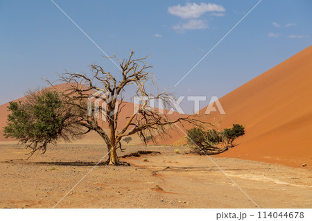 Sossusvlei in a sandstorm 114044678