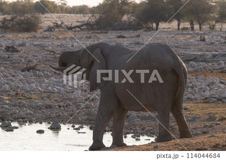 Bathing Elephants in Etosha 114044684