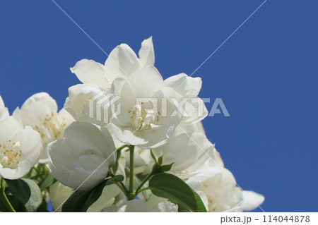 バイカウツギの花 バイカウツギの花 114044878