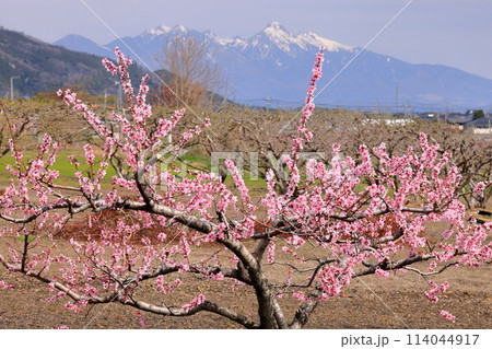 山梨県南アルプス市曲輪田　大和川沿いの桃の花と冠雪した八ヶ岳の景色 114044917