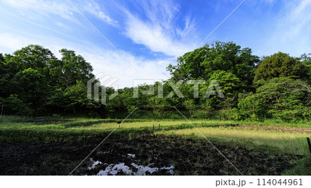 横浜市戸塚区舞岡の舞岡ふるさと公園の春 114044961
