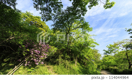 横浜市戸塚区舞岡の舞岡ふるさと公園の春 114044964