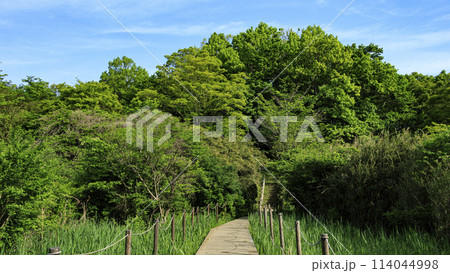 横浜市戸塚区舞岡の舞岡ふるさと公園の春 横浜市戸塚区舞岡の舞岡ふるさと公園の春 114044998