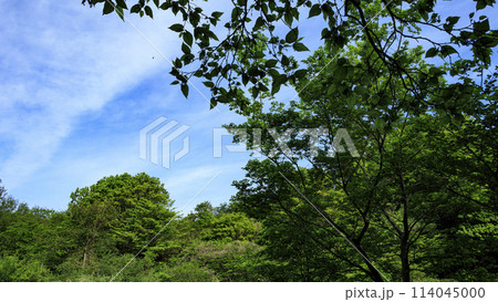 横浜市戸塚区舞岡の舞岡ふるさと公園の春 114045000