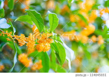 オレンジ色に輝く、キンモクセイの花 オレンジ色に輝く、キンモクセイの花 114045031
