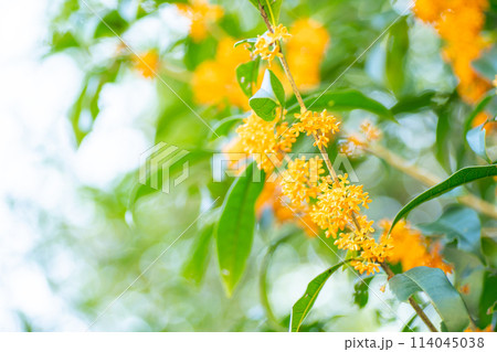 オレンジ色に輝く、キンモクセイの花 114045038