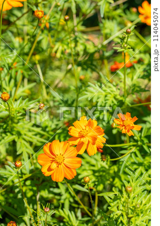 オレンジ色のコスモスの花 114045074