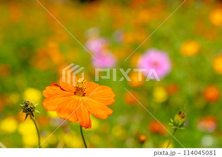 キバナコスモスの花のクローズアップ キバナコスモスの花のクローズアップ 114045081