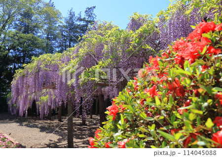 藤花園　牛島の藤　埼玉県春日部市 114045088